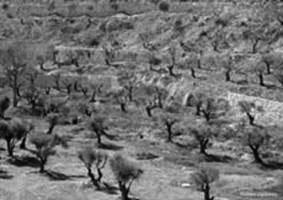 Olives in Jerusalem