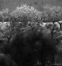 Olive trees near the walls of Old Jerusalem