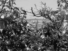 Flowers in Jerusalem