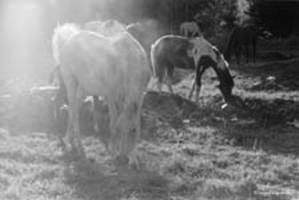 Horses and sun