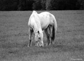 White horse