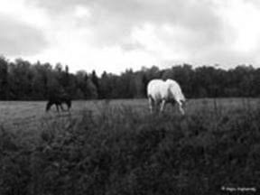 At a pasture