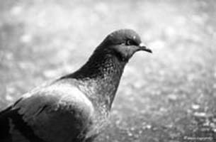 Pigeon