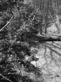 Small pond in Neuburg