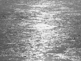 Duckweed