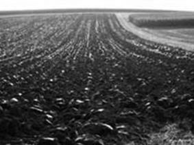 Ploughed field in Bavaria