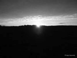 Evening fields