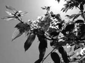 Bird cherry tree