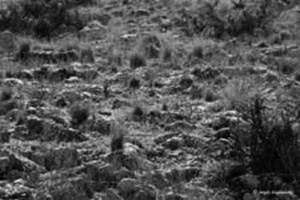 Grass and stones