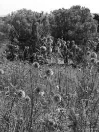 Grass of Sharon valley