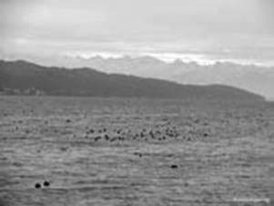 Starnberg lake