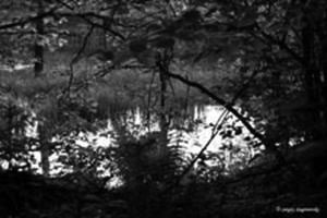 Forest lake near Kalistovo