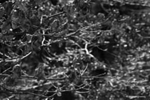 The leaves which did not fall