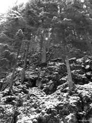 Trees on stones