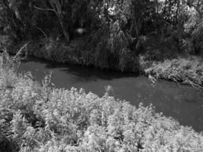 The Alexander river in Israel