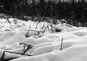 Black evening, white snow