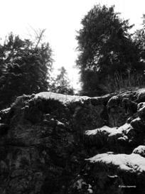 Trees on stone