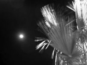 Moonlight
