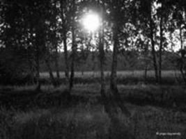 Birches