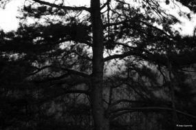 Pines