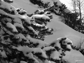 Firtrees
