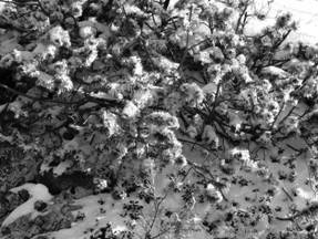 In snow