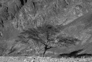 Shadow