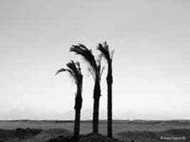Three proud palms