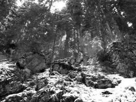 Pines on stones