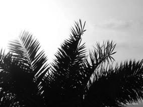 Palm
