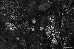 Green noise