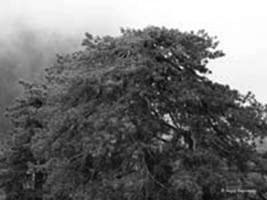 Lone pine
