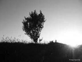 Young tree