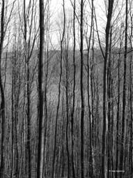 Verticals