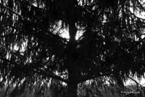Wood giant