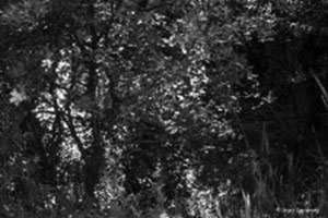Greenery