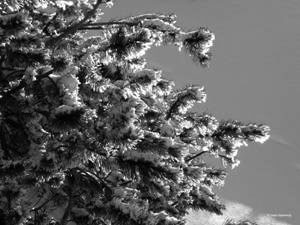 White silence