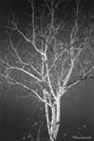 White birch