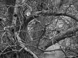 Weave of branches