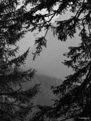 Woods in Alps