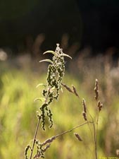  . .     (). 320x240