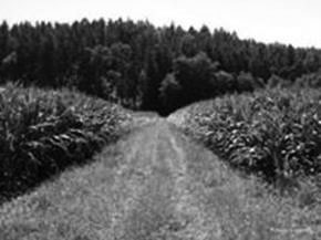 Maize field