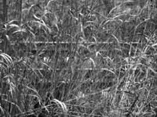 Grass