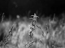  . .     (). 1152x864