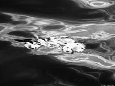  . .     (). 320x240