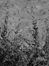 . .     (). 1152x864